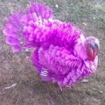 pink turkey