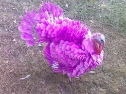 pink turkey